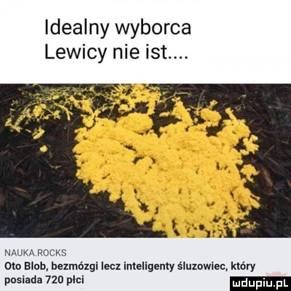 idealny wyborca lewicy nie ikt. nauka rocks oto blob bezmózgi lecz inteligenty śluzowiec który posiada     pici