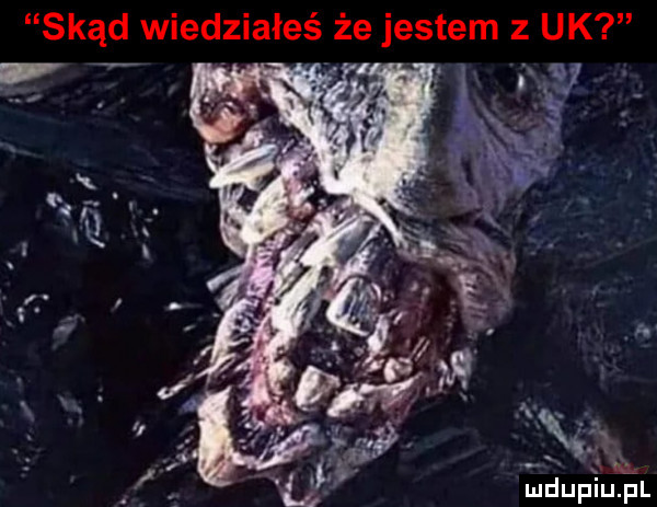 skąd wiedziałeś że jestem   uk.   v ą. l. abakankami h a n. abakankami u