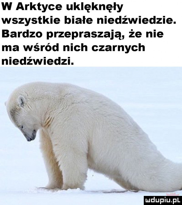 w arktyce uklęknęły wszystkie białe niedźwiedzie. bardzo przepraszają że nie ma wśród nich czarnych niedźwiedzi. ił ludu iu. l