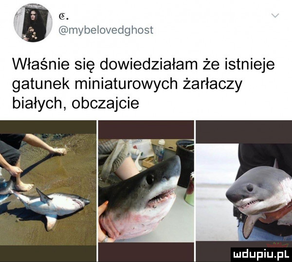g. mybeiovedg host właśnie się dowiedziałam że istnieje gatunek miniaturowych żarłaczy białych obczajcie