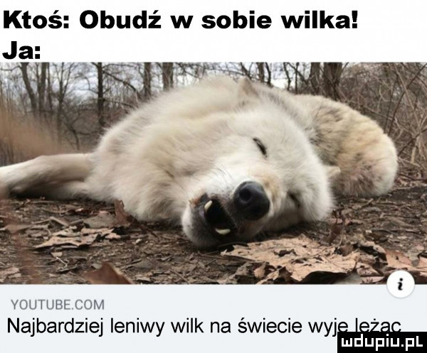 ktoś obudź w sobie wilka voutube com najbardziej leniwy wilk na świecie wyja mduplu pl