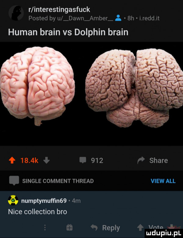 r interestingasfuck posted by u idawnﬂamber bh w reed h human braun vs dolphin braun ł     k     stare single comment thread view all numptymuffln    m nice collection bio intn i. repry