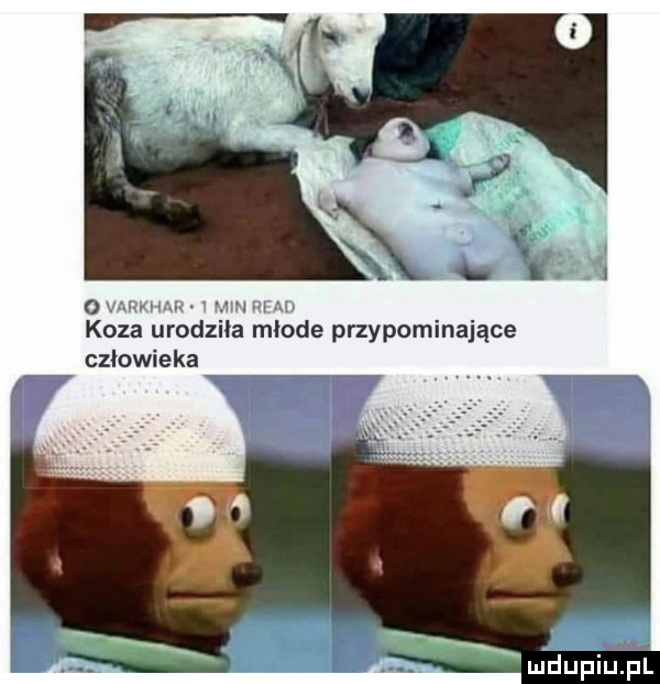 a j y jx i      koza urodziła młode przypominające człowieka