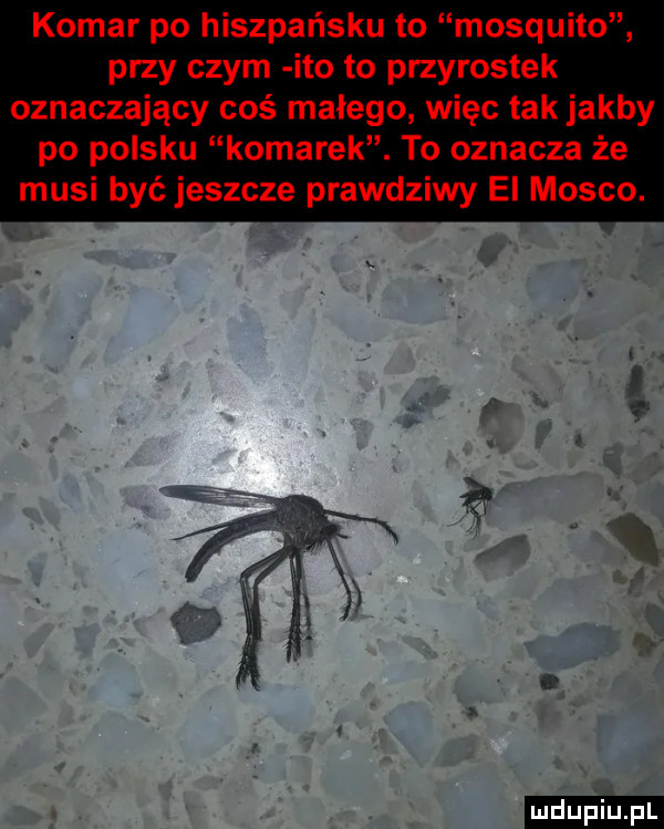 komar po hiszpańsku to mosquito przy czym ito to przyrostek oznaczający coś małego więc tak jakby po polsku komarek. to oznacza że musi być jeszcze prawdziwy ei mocco. ludu ibj. l