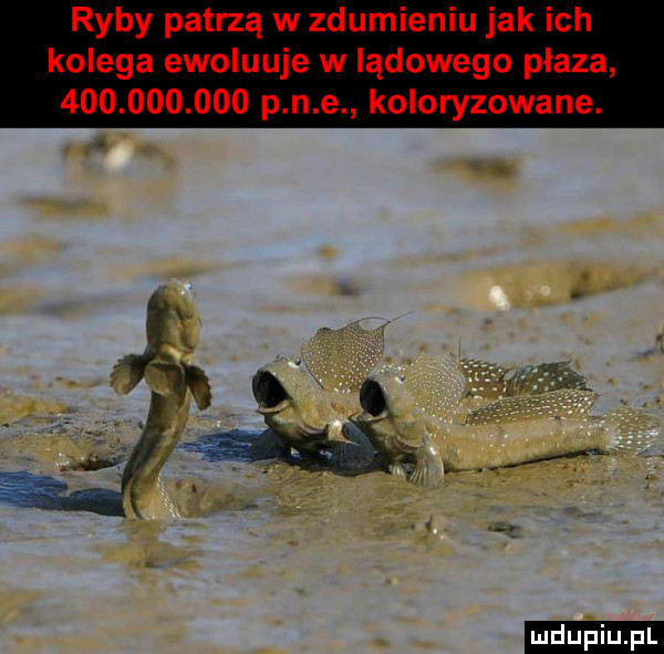 upiu pl
