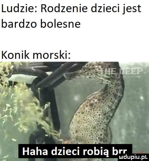 ludzie rodzenie dzieci jest bardzo bolesne konik morski i. haba dzieci robią brr