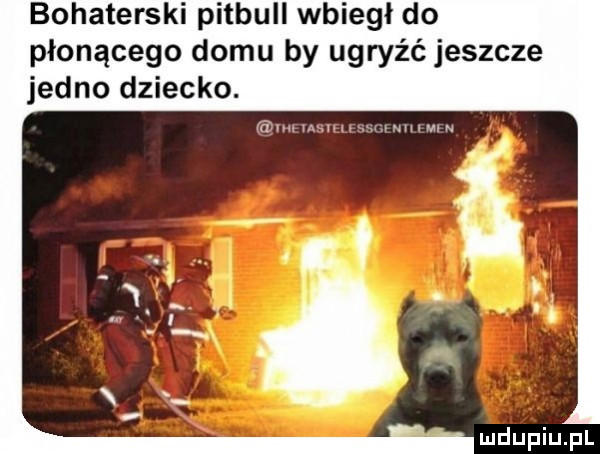 bohaterski pitbull wbiegł do płonącego domu by ugryźć jeszcze jedno dziecko. ąuwwmlmn