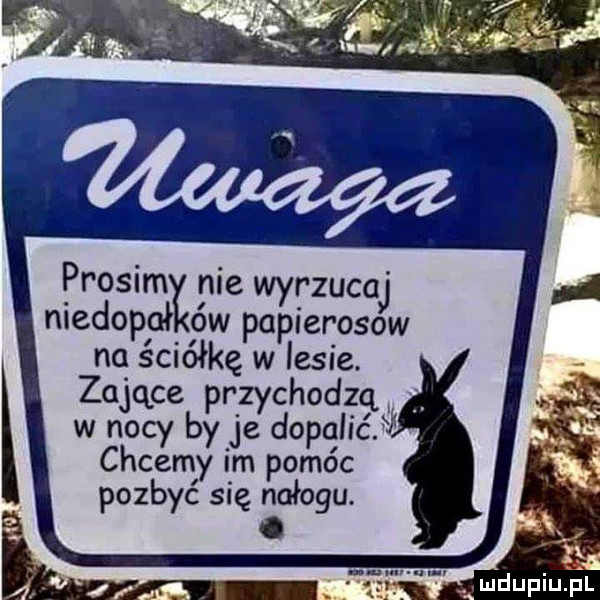 prodim nie wyrzuca niedopał ów papierosow na ściółkę w lesie. zające przychodzą w nocy by je dopalic ﬂ chcemy im pomóc pozbyć się nałogu. abakankami ludupiu l