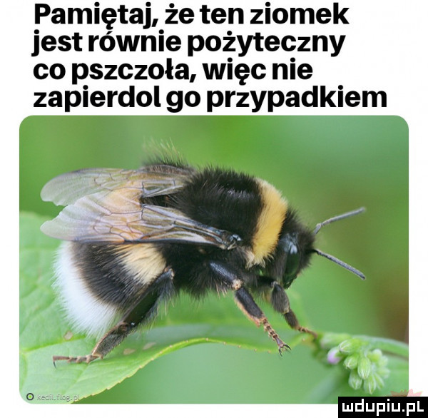 pamiętaj że ten ziomek jest równie pożyteczny co pszczoła więc nie zapierdol go przypadkiem