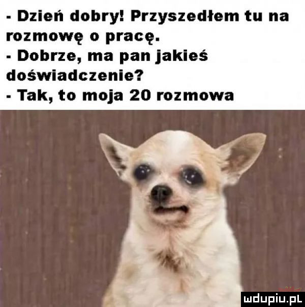 dzień dobry przyszedłem tu na rozmowę o pracę. dobrze ma pan jakieś doświadczenie tak to moja    rozmowa