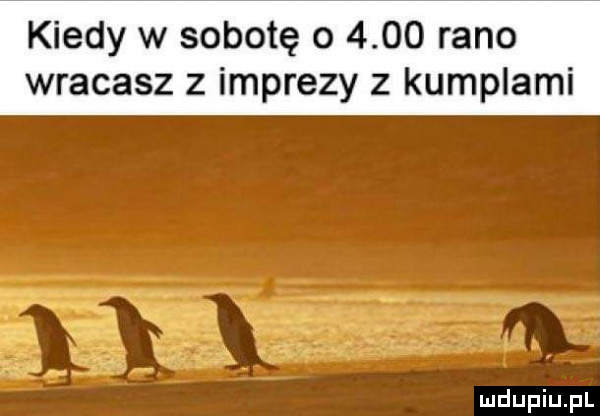 kiedy w sobotę o      rano wracasz z imprezy z kumplami