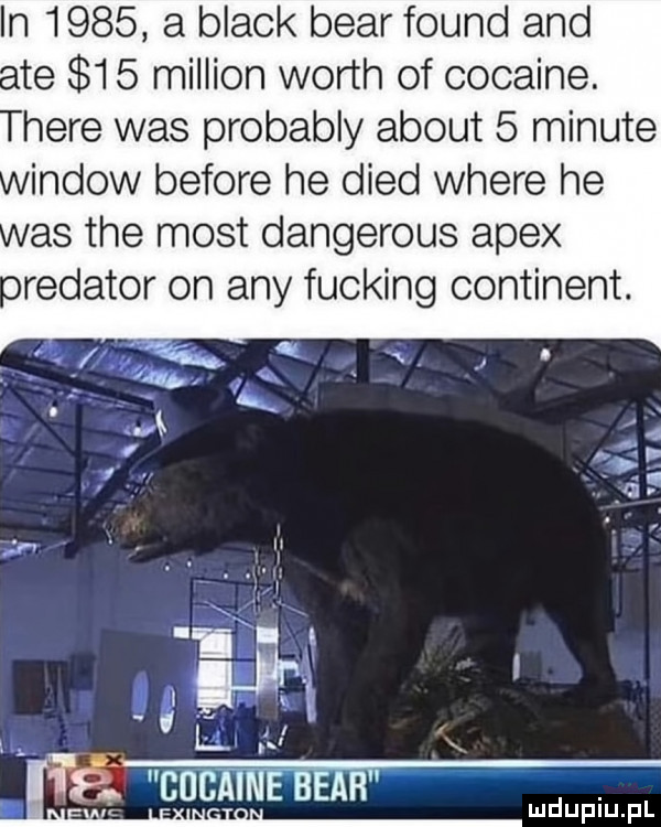 n      a black bear found and te     million worth of cocagne. here was probably abort   minute indow before he dred where he as tee most dangerous alex oredator on any fucking continent. ica. i    . x m bucainebeah. rr lu uplu pl