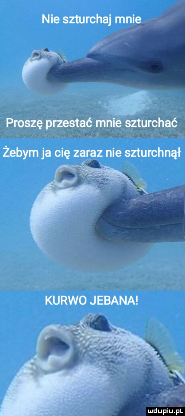 nie szturchaj mai proszę przestać mnie sztulfchaé     o. zebym ja cię zakaz nie szturchnął kurwo jebana