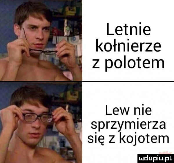 letnie kołnierze z polotem lew nie ęprzym ierza się z kojotem