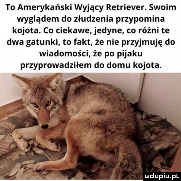 to amerykański wyjący retriever. swoim wyglądem do złudzenia przypomina kojota. co ciekawe jedyne co różni te dwa gatunki to fakt że nie przyjmuję do wiadomości że po pijaku przyprowadziłem do domu kojota