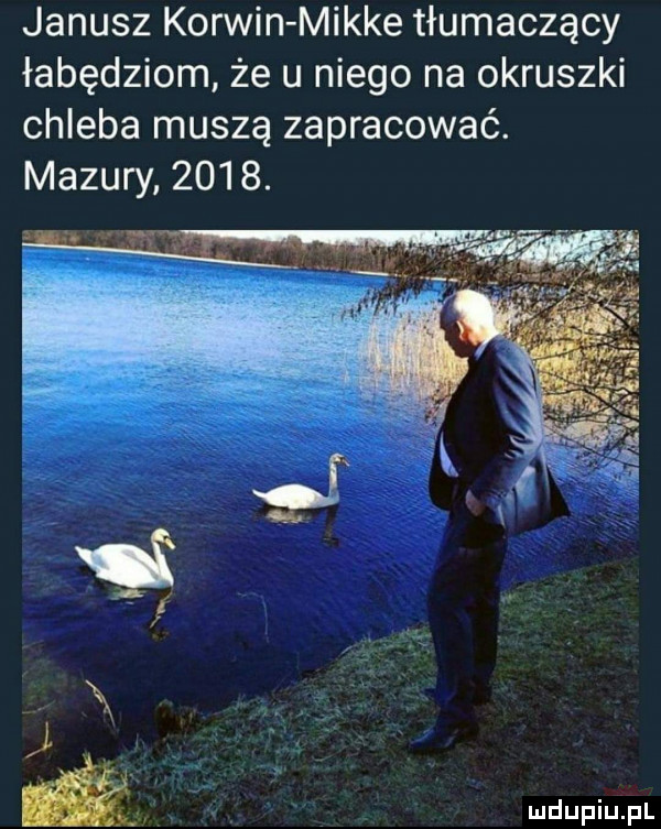 janusz korwin mikre tłumaczący łabędziom że u niego na okruszki chleba muszą zapracować. mazury     . v