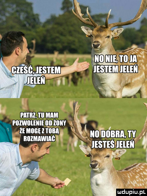 v l mm. tal mun mzwuum nnzuuv. zmoaufnm unfilunnn ty biiimiwim i ęiesteś lelii i   zs l i          luduﬁirupl