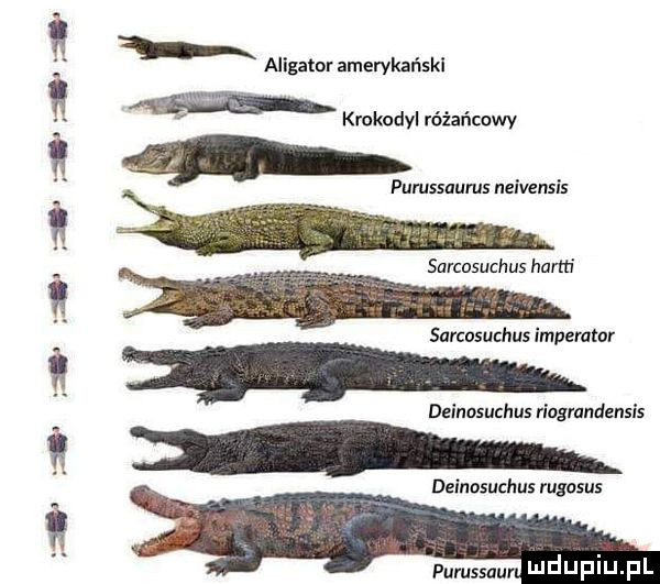s i i     i   i i aligator amerykański e kakodyl różańcowy purussaurus neivensis sarcosuchus herm surcosuchus impemtar dzmusuchus agrandensis deinosuchus rugosus pumssau ndufiu fl