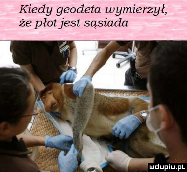 kiedy geodeta wymierzył że płot jest sąsiada