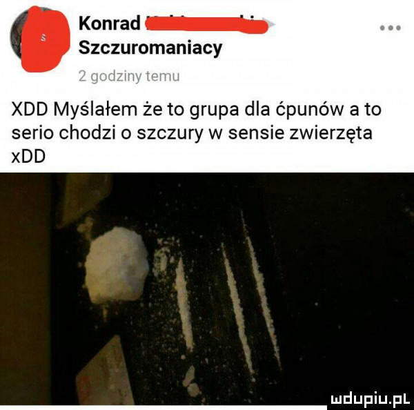 konrad szczuromaniacy xdd myślałem że to grupa dla ćpunów a to serio chodzi o szczury w sensie zwierzęta xdd