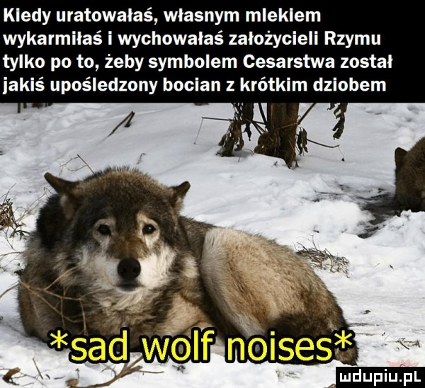 kiedy uratowałeś własnym mlekiem wykarmiłaś i wychowałaś założycieli rzymu tylko po to żeby symbolem cesarstwa został iakiś upośledzony bocian z krótkim dziobem