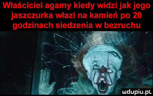 właściciel agamy kiedy widzi jak jego jaszczurka włazi na kamień po    godzinach siedzenia w bezruchu