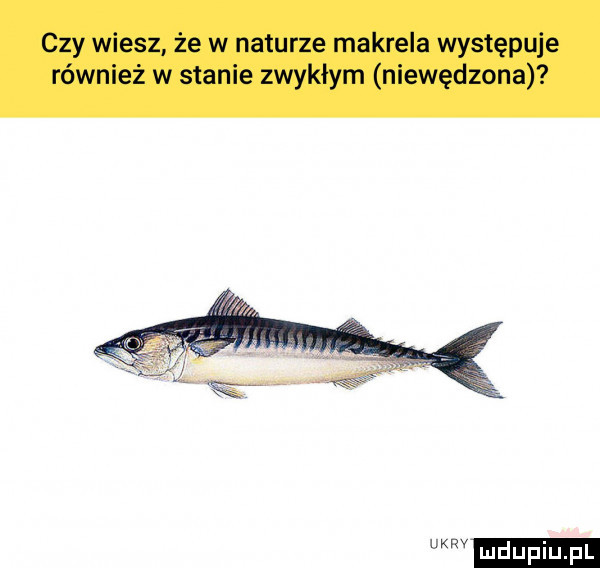 czy wiesz że w naturze makrela występuje również w stanie zwykłym niewędzona w ludupiu