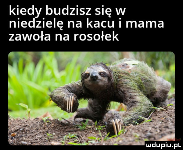 kiedy budzisz się w niedzielę na kacu mama zawoła na rosołek