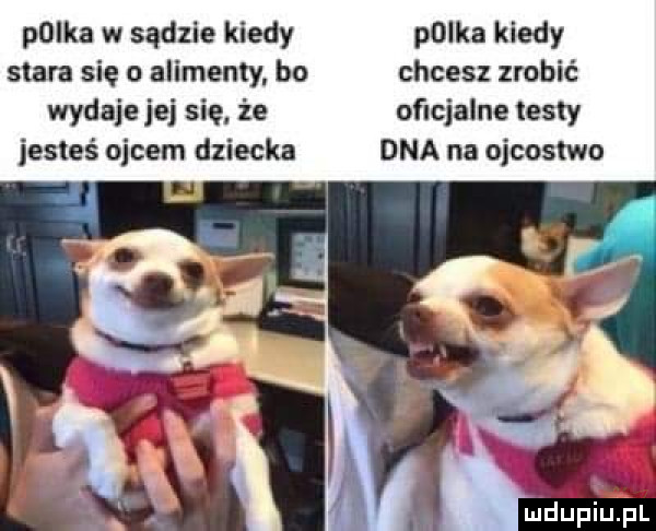 plika w sądzie kiedy polka kiedy stara się o alimenty. bo chcesz zrobić wydaje jej się że oficjalne testy jesteś ojcem dziecka dna na ojcostwo