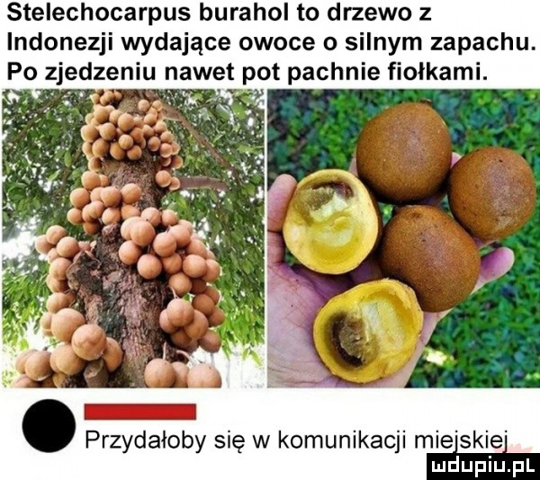 stelechocarpus burahol to drzewo z indonezji wydające owoce o silnym zapachu. po zjedzeniu nawet pot pachnie fiolkami. przydałoby się w komunikacji mie spie
