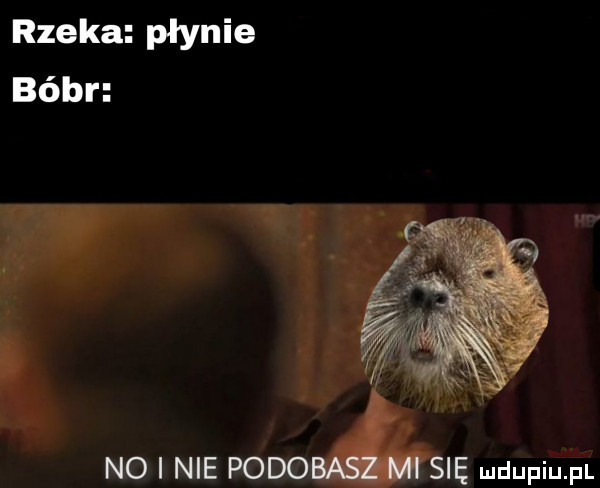 rzeka płynie bóbr no nie polom sie mmm