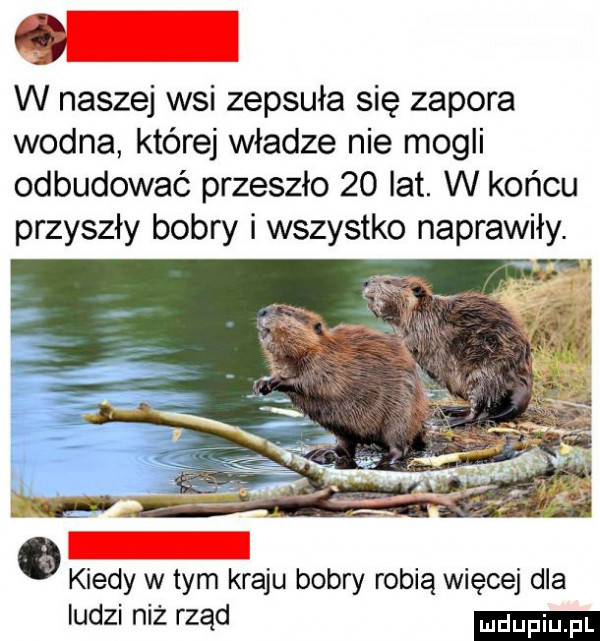 w naszej wsi zepsuła się zapora wodna której władze nie mogli odbudować przeszło    lat. w końcu przyszły bobry i wszystko naprawiły. kiedy w tym kraju bobry robią więcej dla iudzi niż rząd