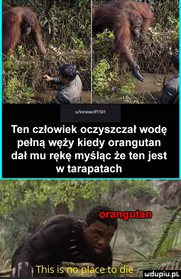 ullonewomsm ten człowiek oczyszczał wodę pełną węży kiedy orangutan dał mu rękę myśląc że ten jest w tarapatach