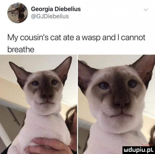georgia diebelius gjdiebehus my cousin s cat ate a wasp and carnot breathe