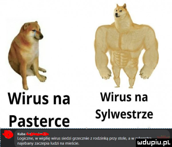 wi rus na wirus na sylwestrze pasterce