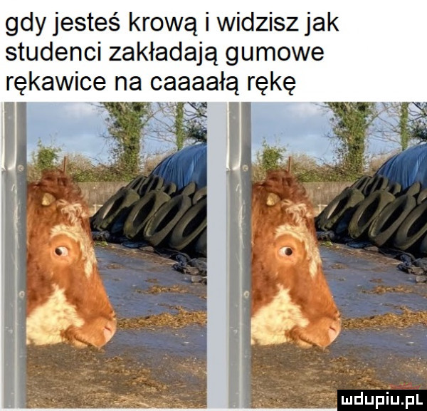 gdy jesteś krową i widzisz jak studenci zakładają gumowe rękawice na caaaałą rękę