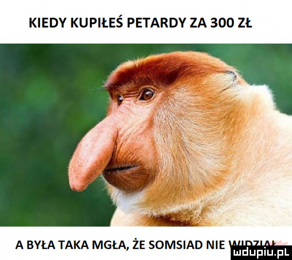 kiedy kupiłeś petardy za     zł a była taka mgła że somsiad nie