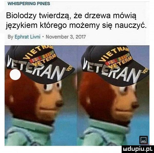 whispering fides biolodzy twierdzą że drzewa mówią językiem którego możemy się nauczyć. by ephrat lipni nowember