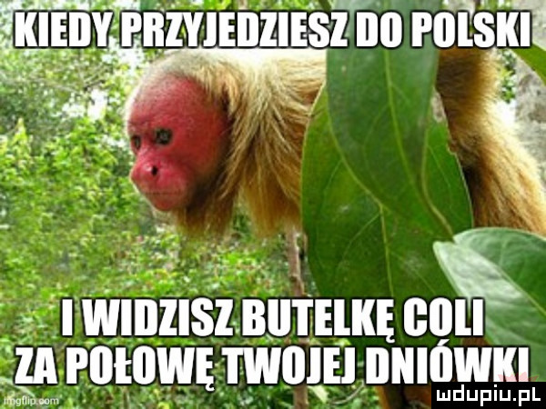 l y piizyieiiiiesl nu pnlśjm. abakankami v b i wiiilisl. biitelkę bllll el wbiiłbwę twicie biiibwki lud upiu. pl