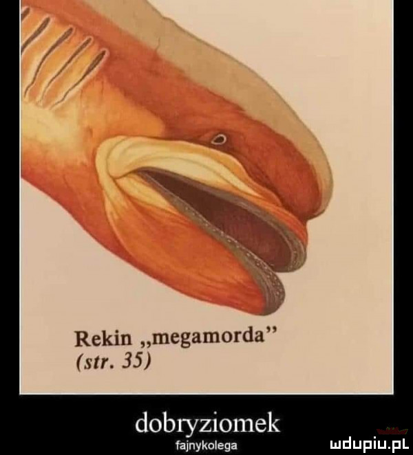 rekin megamorda x rr.    dobryziomek fajnykolega