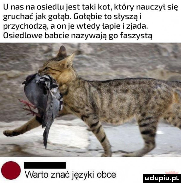 u nas na osiedlu jest taki kot. który nauczył się gruchać jak gołąb. gołębie to słyszą i przychodzą a on ie wtedy łapie i zbada. osiedlowe babcie nazywają go faszystą. abakankami     r na e xf warto znać języki obce duciu fl