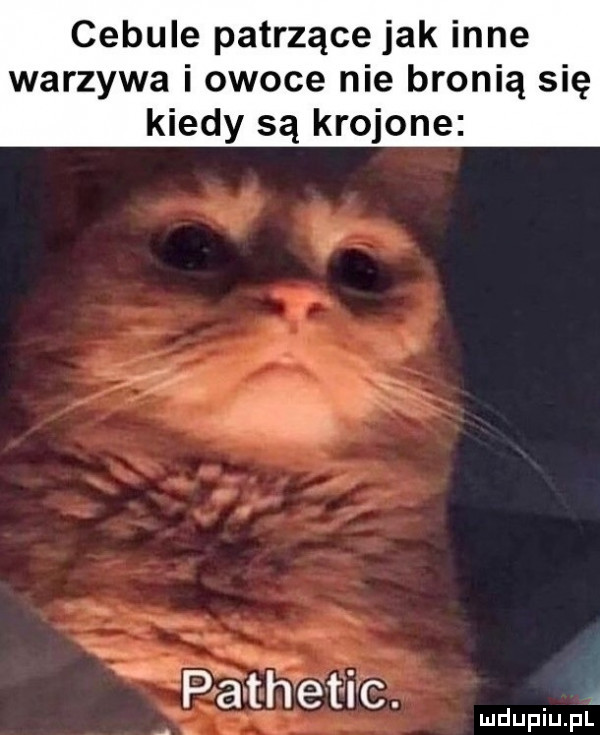 cebule patrzące jak inne warzywa i owoce nie bronią się kiedy są krojone zu. o. pathetic