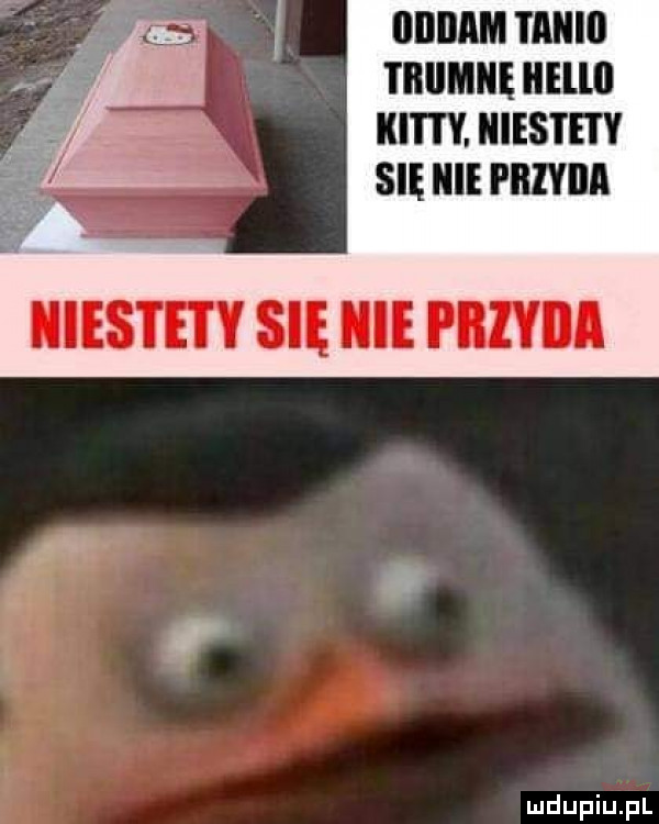 iiiiiiam tanio i iiiimnę iiellii katty. niestety się nie pbiyiia