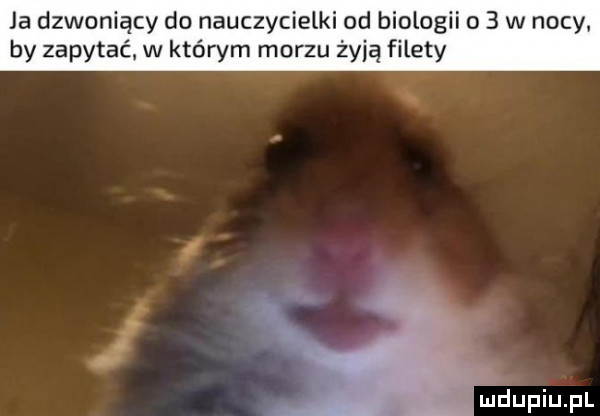 ja dzwoniący do nauczycielki od biologii o   w nocy by zapytać w którym morzu żyją filety