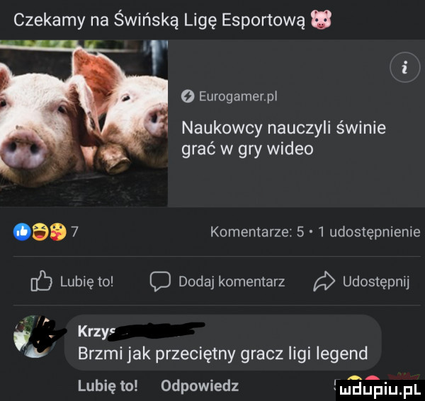 czekamy na świńska ligę eskortową ﬂ. o eurogamerpl naukowcy nauczyli świnie grać w gry wideo komentarze     udostępnieme lubię to c dodaj komentarz udostępnij kozy brzmi jak przeciętny gracz ligi legend lubię to odpowiedz łueięjiij pl