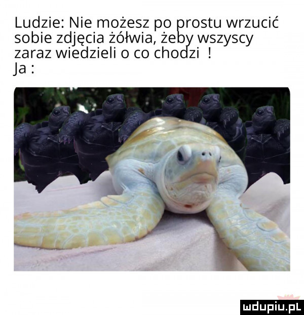 ludzie nie możesz po rontu wrzucić sobie zdjęcia żółwia że wszyscy zaraz wiedzieli o co ceo zi ja