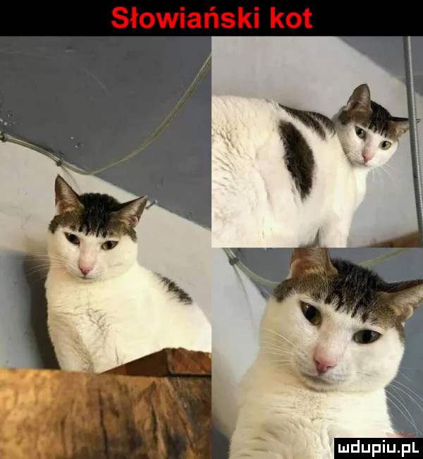 słowiański kot mdupiujśl