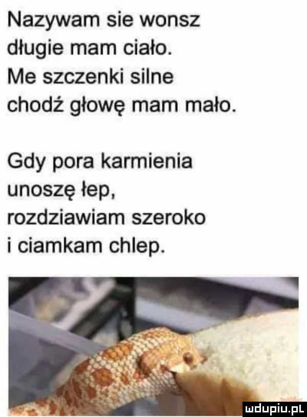 nazywam sie wonsz długie mam ciało. me szczepki silne chodź głowę mam mało. gdy pora karmienia unoszę łap rozdziawiam szeroko i ciamkam chlep