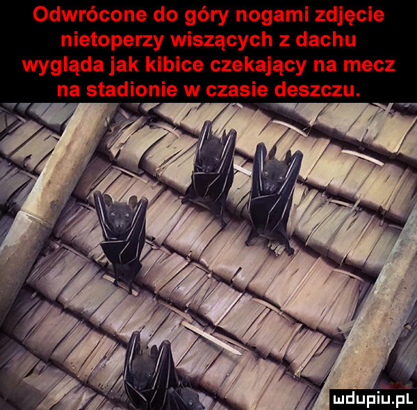 odwrócone do góry nogami zdjęcie nietoperzy wiszących z dachu wygląda jak kibice czekający na mecz na stadionie w czasie deszczu. abakankami