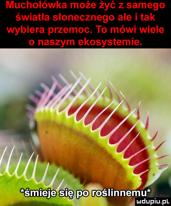 muchołówka może żyć z samego światła słonecznego ale i tak wybiera przemoc. to mówi wiele o naszym ekosystemie. v ma oroślinnemu ludupiu. pl